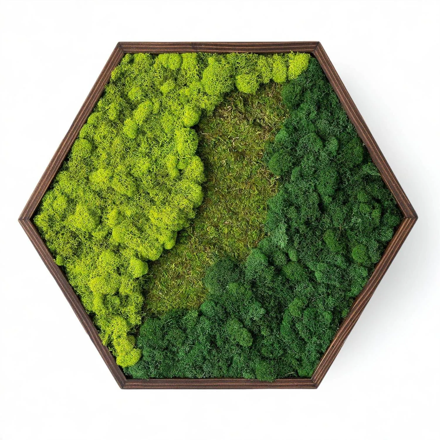 Framed Hexagon Moss Wall Art
