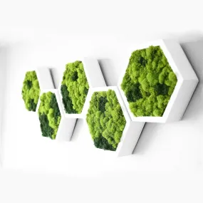 Framed Hexagon Moss Wall Art